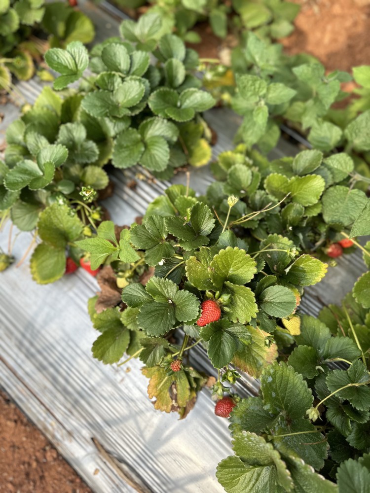 strawberry-pickings